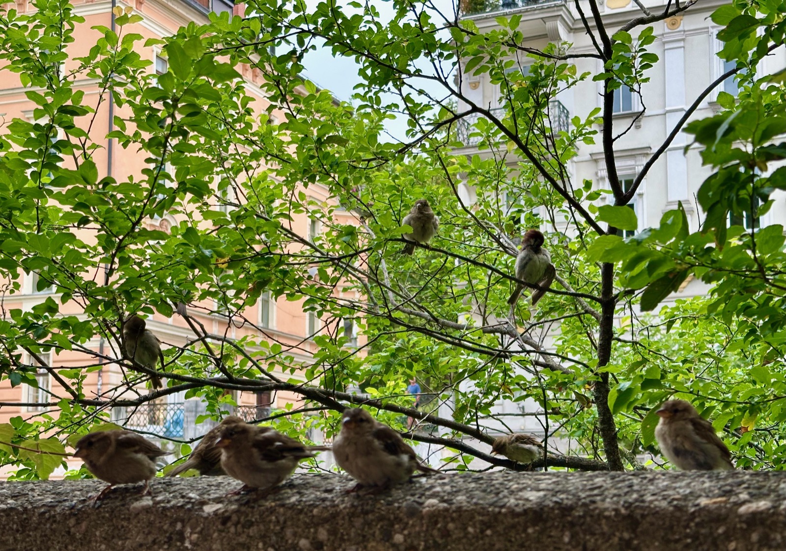 Ljubljana's sparrows perch charmingly on a stone ledge amidst lush greenery and historic architecture.